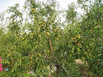 黃驊古冬棗貢園--黃冬棗節(jié)采風(3) - 新華博客 - News Blog