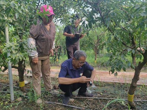沾化區(qū)黃升鎮(zhèn)開(kāi)展ec值檢測(cè)配方施肥 助力精品沾化冬棗生產(chǎn)