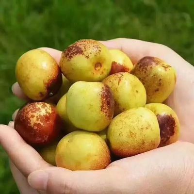 你還在買(mǎi)糖精泡過(guò)的冬棗嗎?挑選冬棗一定要記住這三點(diǎn)