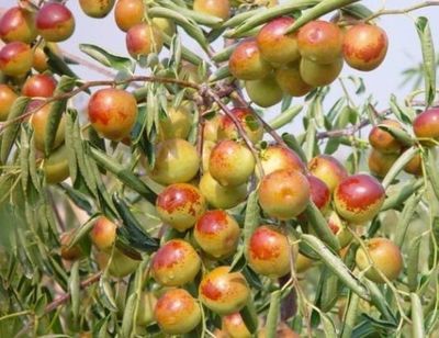 哪里的冬棗最好?山東沾化、河北黃驊、陜西大荔,還是山西、新疆江西或其他地方?