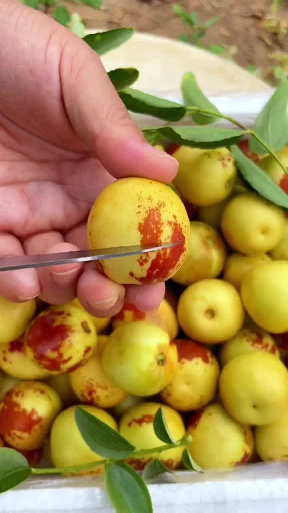 大荔與黃驊冬棗 產(chǎn)地直發(fā)，品質(zhì)鮮甜