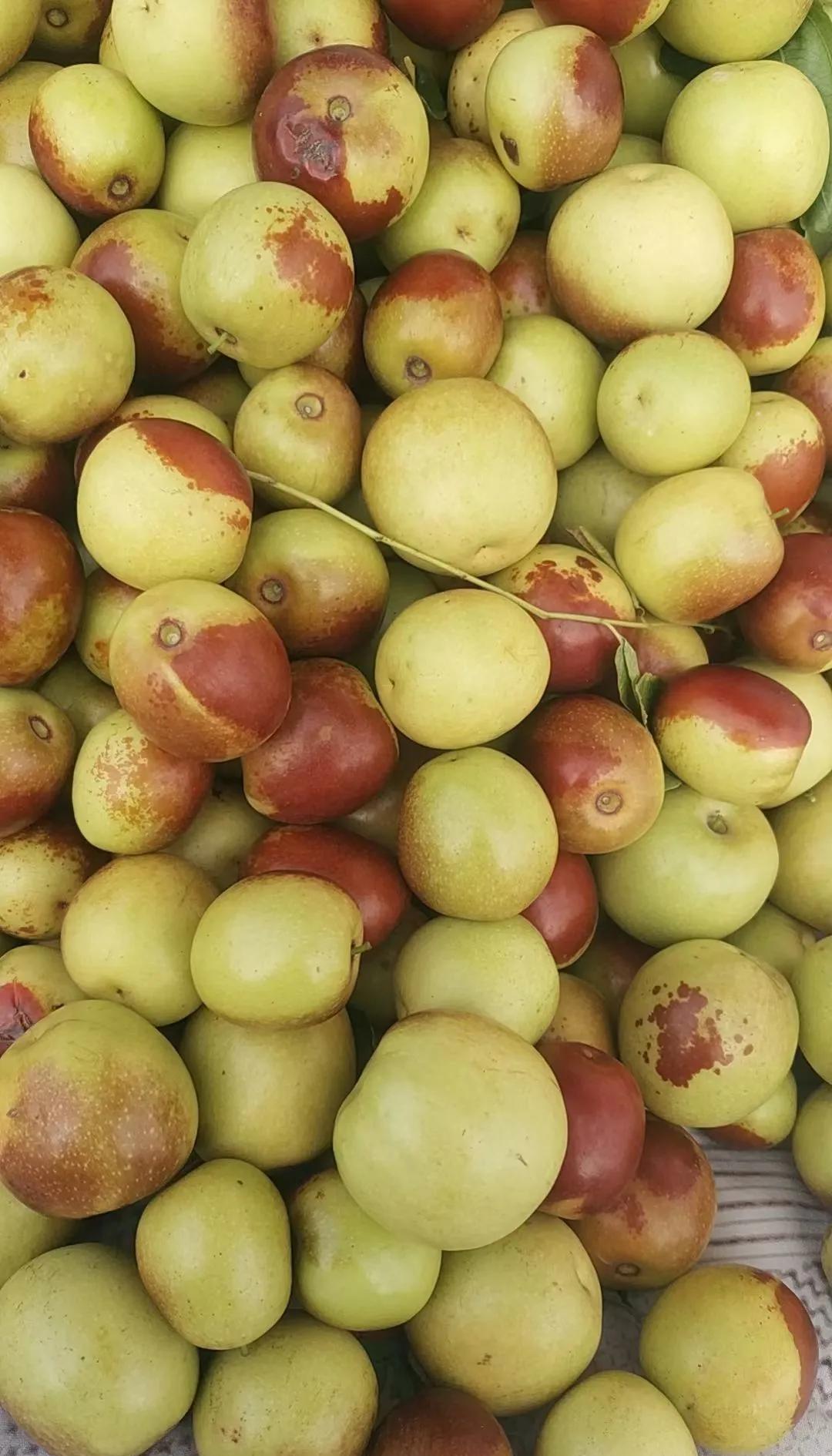 咬一口就上頭！黃驊冬棗甜到心坎里