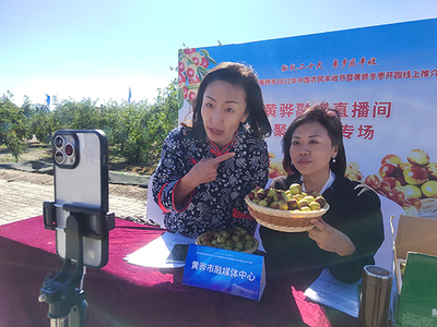 河北黃驊 古貢棗園話豐收，特色農(nóng)業(yè)促振興