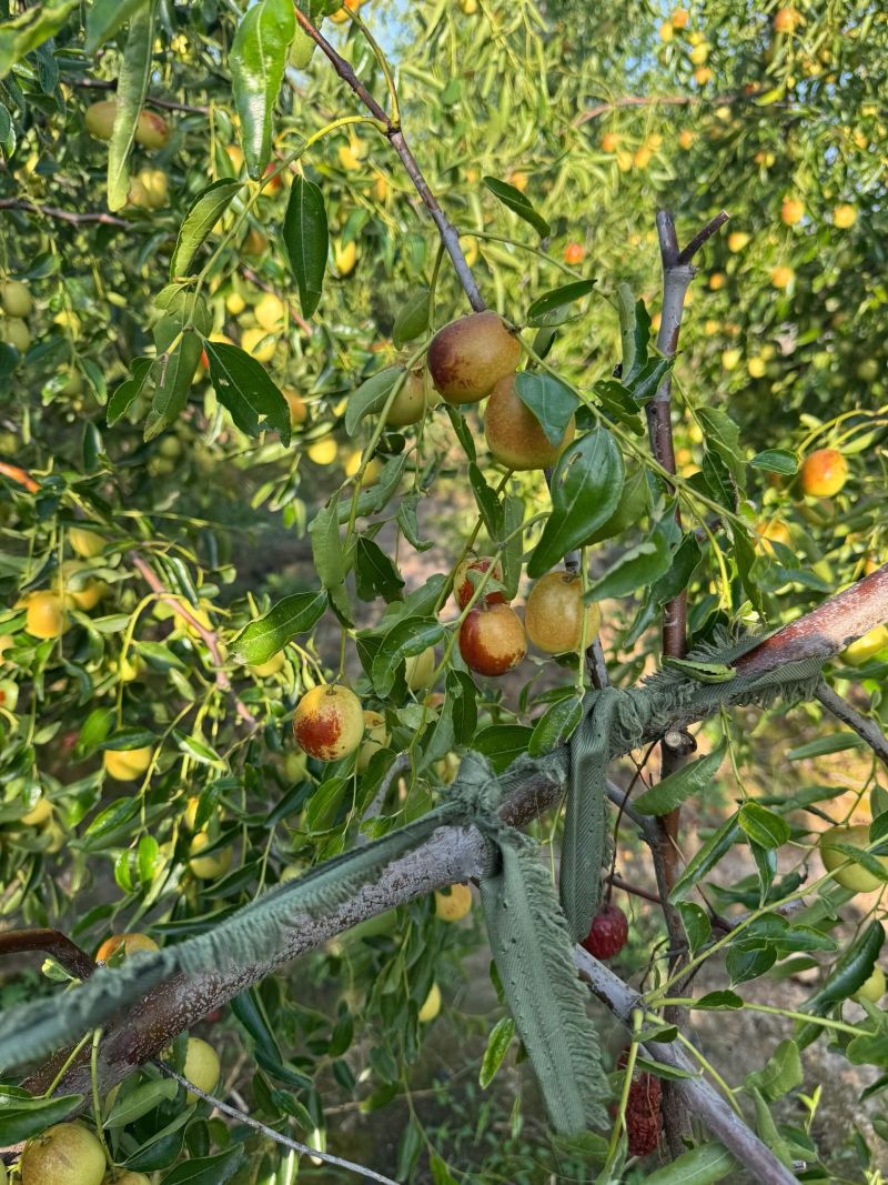 黃驊冬棗 河北滄州的“金疙瘩”，品質(zhì)與實(shí)惠的完美結(jié)合