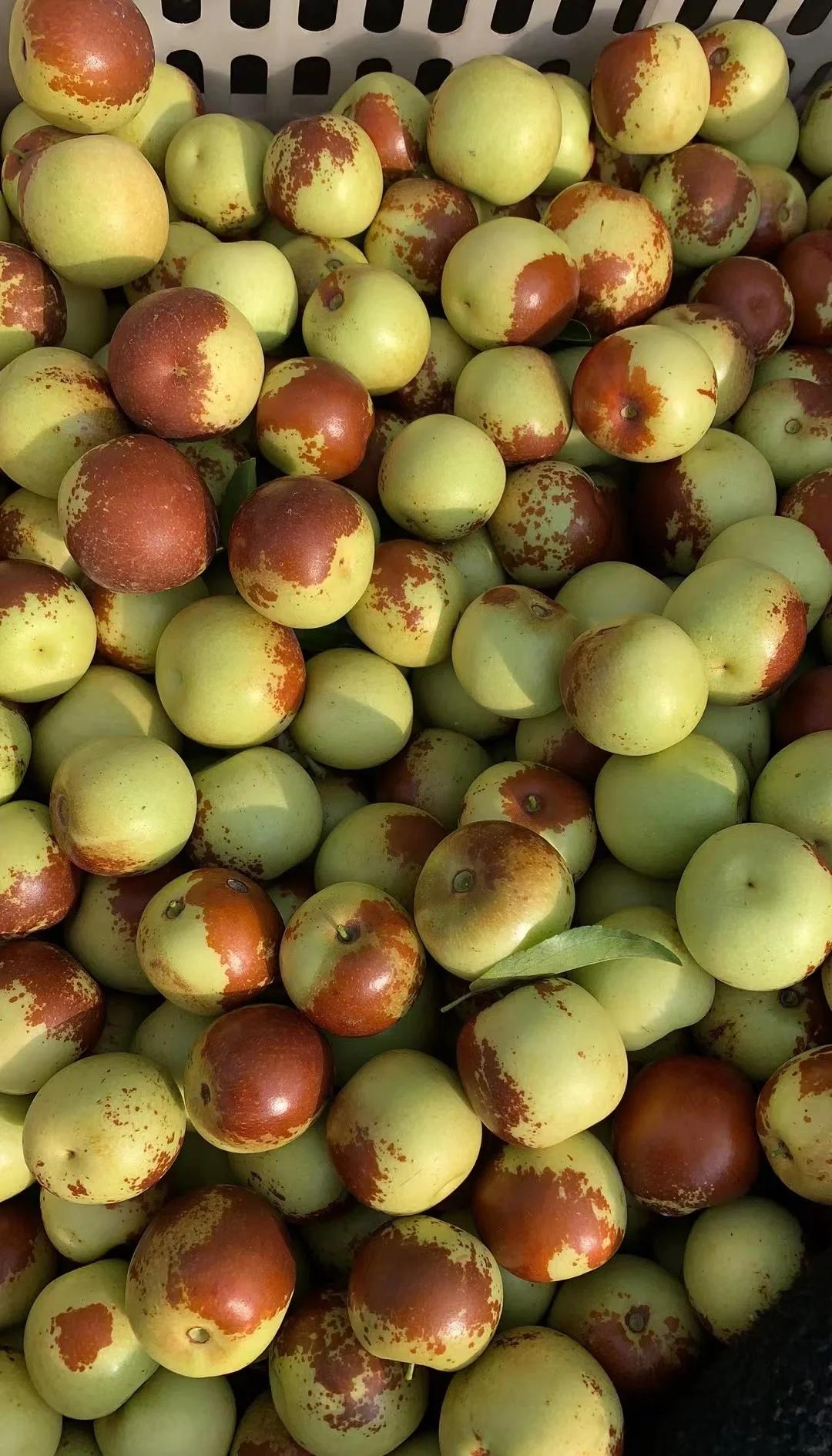 黃驊冬棗鮮到爆！舌尖速遞，領(lǐng)略冰甜脆爽的秋日珍饈